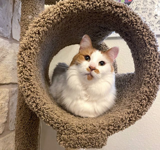 Cat in cat bed