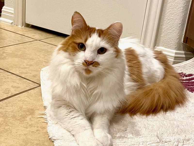 The Case of the Slippery Socks: How Ziggy Regained His Grip (and His Dignity)