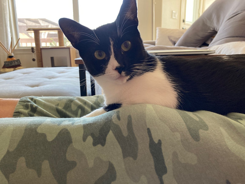 Zigrit the Tiny Tyrant: Judgy Eyes & Zoomies